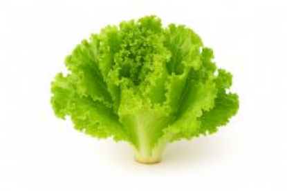 Bild von Green Salad Lola 1T